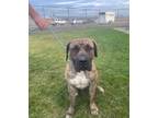 Adopt Hank a Presa Canario