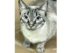 Adopt Lynx a Siamese, Tabby