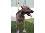 Adopt Bo Jangles (Crystal Pup) a Mountain Cur, Plott Hound