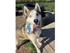 Adopt Archer a Husky