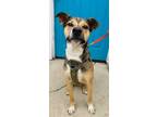 Adopt Ace a Labrador Retriever, Australian Cattle Dog / Blue Heeler