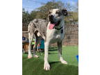 Adopt Mack a Catahoula Leopard Dog, Labrador Retriever