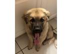 Adopt Bruce a Anatolian Shepherd, Great Pyrenees