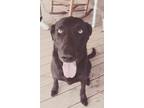 Adopt Duke a Black Labrador Retriever, Mixed Breed