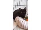 Adopt Oliver a Domestic Short Hair