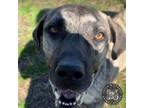 Adopt Bodie a Black Mouth Cur, Mixed Breed