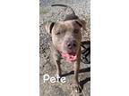 Adopt Pete a Mixed Breed