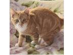 Adopt Gingersnap a American Shorthair