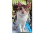 Adopt J-Bluff a American Shorthair