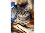 Adopt Chestnut a American Shorthair, Tabby