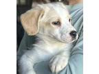 Adopt Monday a Hound, Labrador Retriever