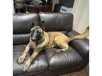 Adopt Kaiser a Belgian Shepherd / Malinois