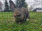 Adopt Sam a Rex, Flemish Giant