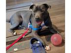 Adopt Fynn a Pit Bull Terrier