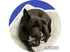 Adopt Duke a American Staffordshire Terrier