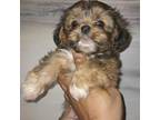 Lhasa Apso Puppy for sale in Baltimore, MD, USA