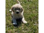 Golden Retriever Puppy for sale in New York Mills, MN, USA