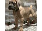 Cane Corso Puppy for sale in Hudson, NH, USA