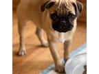 Pug Puppy for sale in Seattle, WA, USA