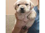 Labrador Retriever Puppy for sale in Milton, FL, USA