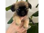 Pekingese Puppy for sale in Miami, FL, USA