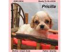 Pricilla