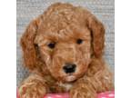 Mutt Puppy for sale in Russell, MA, USA