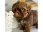 Male shihtzu 1