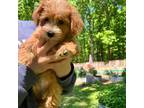 Mutt Puppy for sale in Rock Hill, SC, USA
