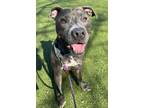 Jaeson Walkie American Pit Bull Terrier Adult Male