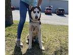 BRONCO Husky Young Male