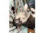 Stormy Domestic Shorthair Adult Male