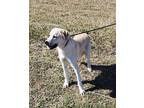 Noodle Labrador Retriever Young Male