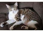 Jerry Domestic Shorthair Young Female