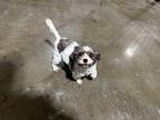 Anna Havanese Adult Female