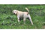 Lexington Labrador Retriever Adult Male