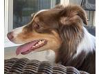 Lillie Australian Shepherd Adult Female