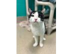 Taz Domestic Shorthair Adult Male