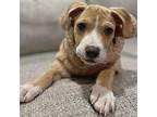 Peanut Butter Mixed Breed (Medium) Puppy Male