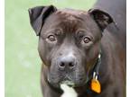 Saint American Pit Bull Terrier Adult Male