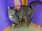 Little Momma Domestic Shorthair Young Female