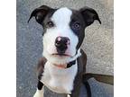 Madigan American Pit Bull Terrier Puppy Male