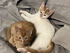 Sugar & Cinnamon (bonded pair) Domestic Shorthair Kitten Male
