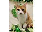 Cheese Domestic Shorthair Adult Male