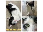 Mama Maggie Domestic Shorthair Young Female