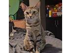 Pomona Domestic Shorthair Adult Female