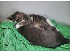 Callie and Cassie Domestic Shorthair Adult Female