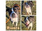 Bianca Staffordshire Bull Terrier Adult Female