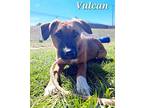 Vulcan German Shepherd Dog Puppy Male