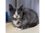 Rain Lily Domestic Shorthair Young Female